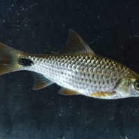 Systomus martenstyni (Kottelat &  Pethiyagoda, 1991